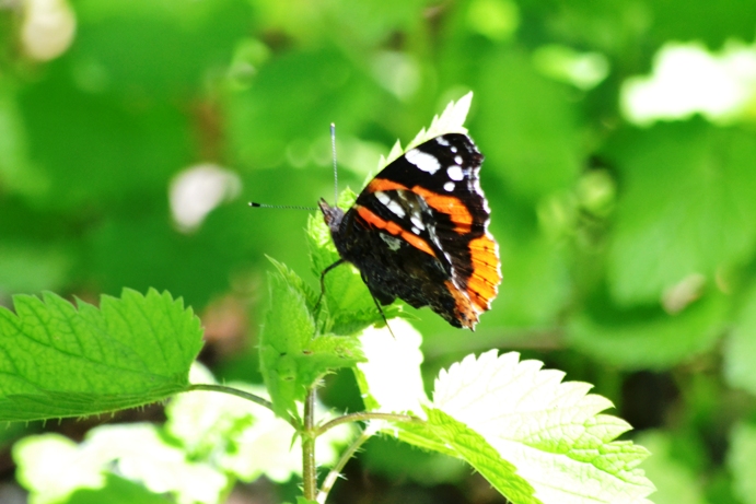 Vanessa Atalanta